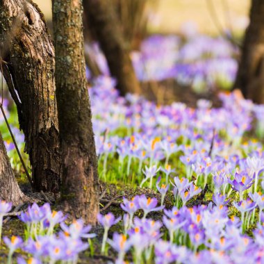 Mor çiçek açan çiçeklere yakın çekim. Arka planda ağaçlar var. Orman parkı. Avrupa. Baharın başında. Barışın, sevincin, saflığın sembolü. Peyzaj, çevre. Sanat, makrofotoğrafçılık, bokeh, arkaplan