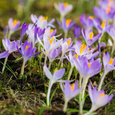 Mor çiçek açan çiçeklere yakın çekim. Park et. Avrupa. Baharın başında. Barışın sembolü, neşe, saflık, Paskalya. Peyzaj, bahçıvanlık, eko-turizm, çevre. Sanat, makrofotoğrafçılık, bokeh, arkaplan