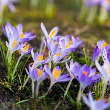 Mor çiçek açan çiçeklere yakın çekim. Park et. Avrupa. Baharın başında. Barışın sembolü, neşe, saflık, Paskalya. Peyzaj, bahçıvanlık, eko-turizm, çevre. Sanat, makrofotoğrafçılık, bokeh, arkaplan