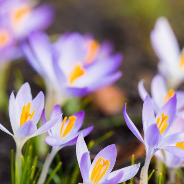Mor çiçek açan çiçeklere yakın çekim. Park et. Avrupa. Baharın başında. Barışın sembolü, neşe, saflık, Paskalya. Peyzaj, bahçıvanlık, eko-turizm, çevre. Sanat, makrofotoğrafçılık, bokeh, arkaplan
