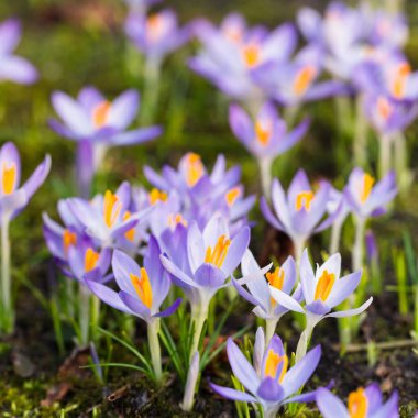 Mor çiçek açan çiçeklere yakın çekim. Park et. Avrupa. Baharın başında. Barışın sembolü, neşe, saflık, Paskalya. Peyzaj, bahçıvanlık, eko-turizm, çevre. Sanat, makrofotoğrafçılık, bokeh, arkaplan