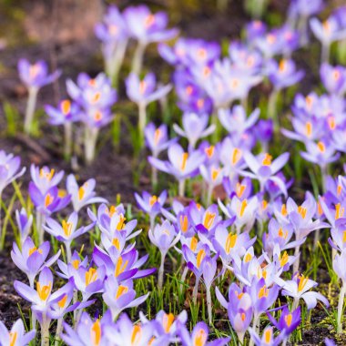 Mor çiçek açan çiçeklere yakın çekim. Park et. Avrupa. Baharın başında. Barışın sembolü, neşe, saflık, Paskalya. Peyzaj, bahçıvanlık, eko-turizm, çevre. Sanat, makrofotoğrafçılık, bokeh, arkaplan