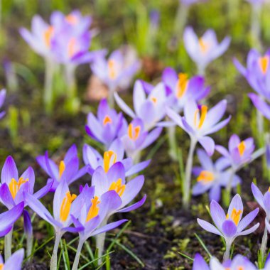 Mor çiçek açan çiçeklere yakın çekim. Park et. Avrupa. Baharın başında. Barışın sembolü, neşe, saflık, Paskalya. Peyzaj, bahçıvanlık, eko-turizm, çevre. Sanat, makrofotoğrafçılık, bokeh, arkaplan