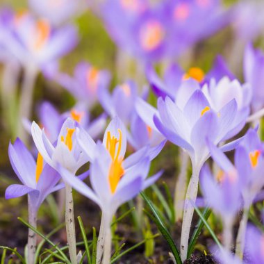 Close-up of blooming purple crocus flowers. Park. Europe. Early spring. Symbol of peace, joy, purity, Easter. Landscaping, gardening, ecotourism, environment. Art, macrophotography, bokeh, background
