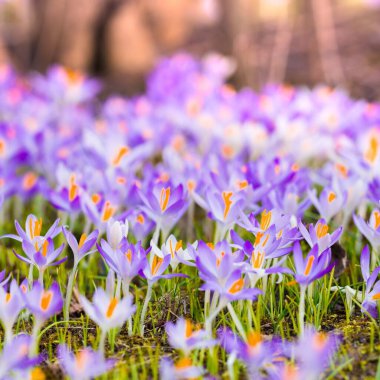 Mor çiçek açan çiçeklere yakın çekim. Park et. Avrupa. Baharın başında. Barışın sembolü, neşe, saflık, Paskalya. Peyzaj, bahçıvanlık, eko-turizm, çevre. Sanat, makrofotoğrafçılık, bokeh, arkaplan