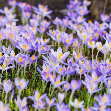 Mor çiçek açan çiçeklere yakın çekim. Park et. Avrupa. Baharın başında. Barışın sembolü, neşe, saflık, Paskalya. Peyzaj, bahçıvanlık, eko-turizm, çevre. Sanat, makrofotoğrafçılık, bokeh, arkaplan