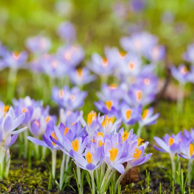 Mor çiçek açan çiçeklere yakın çekim. Park et. Avrupa. Baharın başında. Barışın sembolü, neşe, saflık, Paskalya. Peyzaj, bahçıvanlık, eko-turizm, çevre. Sanat, makrofotoğrafçılık, bokeh, arkaplan