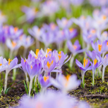 Mor çiçek açan çiçeklere yakın çekim. Park et. Avrupa. Baharın başında. Barışın sembolü, neşe, saflık, Paskalya. Peyzaj, bahçıvanlık, eko-turizm, çevre. Sanat, makrofotoğrafçılık, bokeh, arkaplan