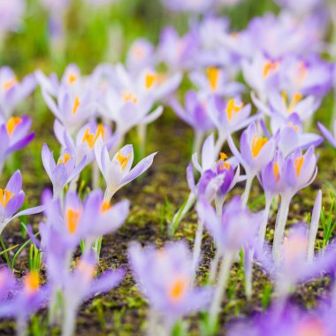 Mor çiçek açan çiçeklere yakın çekim. Park et. Avrupa. Baharın başında. Barışın sembolü, neşe, saflık, Paskalya. Peyzaj, bahçıvanlık, eko-turizm, çevre. Sanat, makrofotoğrafçılık, bokeh, arkaplan