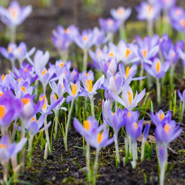 Mor çiçek açan çiçeklere yakın çekim. Park et. Avrupa. Baharın başında. Barışın sembolü, neşe, saflık, Paskalya. Peyzaj, bahçıvanlık, eko-turizm, çevre. Sanat, makrofotoğrafçılık, bokeh, arkaplan
