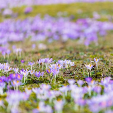 Mor çiçek açan çiçeklere yakın çekim. Park et. Avrupa. Baharın başında. Barışın sembolü, neşe, saflık, Paskalya. Peyzaj, bahçıvanlık, eko-turizm, çevre. Sanat, makrofotoğrafçılık, bokeh, arkaplan