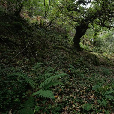 İskoçya 'nın yemyeşil yağmur ormanları. Güçlü çam ve çam ağaçları, yosunlar, bitkiler, eğreltiotu. Ardrishaig, İskoçya, İngiltere. Karanlık atmosferik manzara. Doğa, seyahat yerleri, yürüyüş, eko-turizm. Panoramik görünüm