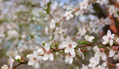 Şehir parkında çiçek açan çalılar. Yeşil yapraklar, beyaz çiçekler. Yumuşak güneş ışığı. İlkbahar, yazın başı. Mevsimler, doğa, ekoloji, peyzaj tasarımı, bahçıvanlık. Makro fotoğrafçılık, bokeh