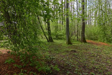 Açık bir günde yeşil orman parkına giden yol. Güçlü ağaçlar, bitkiler. Yumuşak güneş ışığı. İlkbahar, yazın başı. Avrupa. Doğa, çevre, ekoloji, eko-turizm, yürüyüş, yürüyüş, keşif