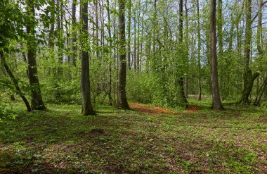 Açık bir günde yeşil orman parkına giden yol. Güçlü ağaçlar, bitkiler. Yumuşak güneş ışığı. İlkbahar, yazın başı. Avrupa. Doğa, çevre, ekoloji, eko-turizm, yürüyüş, yürüyüş, keşif