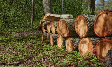 Ormanda yeni yapılmış odun, ağaç kütükleri yakın plan. Çevresel hasar, ekolojik sorunlar, ekoloji, doğa, ahşap, ormansızlaşma, alternatif enerji, kereste endüstrisi, iş
