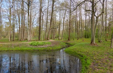 Orman parkında küçük bir nehir. Ağaçlar, kır çiçekleri, bitkiler. Altın güneş ışığı. Idyllic yaz manzarası. Doğa, ekoloji. Eko-turizm, yürüyüş. Bisiklet, kuzey yürüyüşü