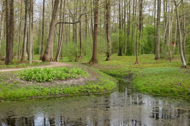 Orman parkında küçük bir nehir. Ağaçlar, kır çiçekleri, bitkiler. Altın güneş ışığı. Idyllic yaz manzarası. Doğa, ekoloji. Eko-turizm, yürüyüş. Bisiklet, kuzey yürüyüşü