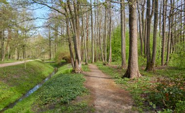 Orman parkından geçen bisiklet yolu. İlkbahar, yazın başı. Doğa, çevre turizmi, yürüyüş, koşu, bisiklet, spor, eğlence aktivitesi, sağlıklı yaşam tarzı kavramları