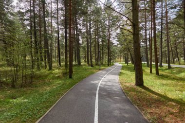Orman parkından geçen bisiklet yolu. İlkbahar, yazın başı. Doğa, çevre turizmi, yürüyüş, koşu, bisiklet, spor, eğlence aktivitesi, sağlıklı yaşam tarzı kavramları