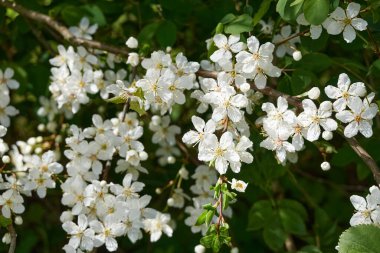 Şehir parkında çiçek açan çalılar. Yeşil yapraklar, beyaz çiçekler. Yumuşak güneş ışığı. İlkbahar, yazın başı. Mevsimler, doğa, ekoloji, peyzaj tasarımı, bahçıvanlık. Makro fotoğrafçılık, bokeh