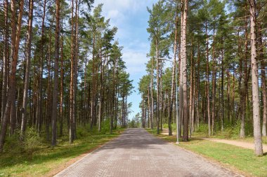Daimi yeşil orman parkında bisiklet yolu (alley). İlkbahar, yazın başı. Doğa, çevre turizmi, yürüyüş, koşu, bisiklet, spor, eğlence aktivitesi, sağlıklı yaşam tarzı kavramları