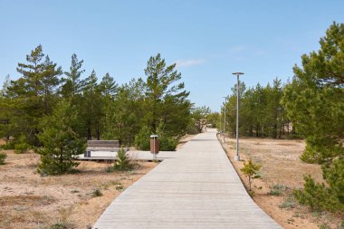 Güneşli bir günde Baltık Denizi kıyısı. Modern tahta patika (tahta yol). Çam ağaçları. Kumsal, kum tepeleri, kum tepecikleri. Gökyüzü açık. Idyllic manzara. Doğa, tatiller, eko turizm, yürüyüş, sağlıklı yaşam tarzı