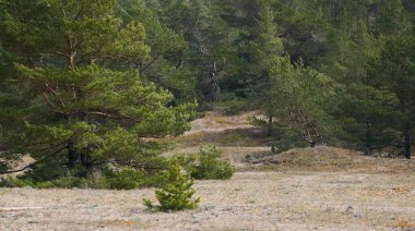 Baltık kıyıları (kum tepeleri, plaj). Evergreen çam ormanı, kum çimi. Resimli panoramik manzara. Doğa, çevre, eko turizm, yürüyüş, keşif konsepti