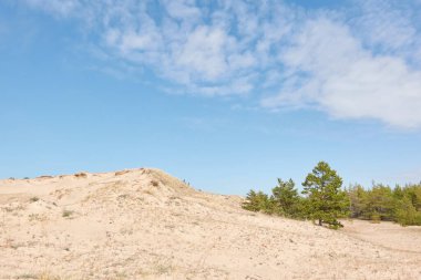 Baltık kıyıları (kum tepeleri, plaj). Evergreen çam ormanı, kum çimi. Gökyüzü açık. Resimli panoramik manzara. Doğa, çevre, eko turizm, yürüyüş, keşif konsepti