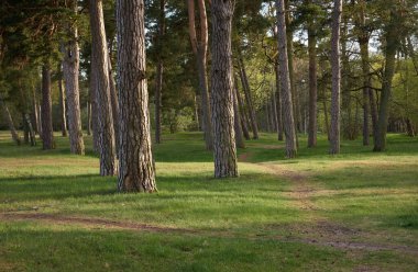 Görkemli kuzey Evergreen orman parkı. Güçlü çam ağaçları. Yumuşak güneş ışığı. Atmosferik manzara. Doğa, çevre, eko turizm, keşif, seyahat tutkusu kavramı