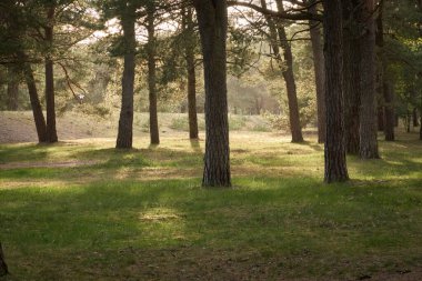 Görkemli kuzey Evergreen orman parkı. Güçlü çam ağaçları. Yumuşak güneş ışığı. Atmosferik manzara. Doğa, çevre, eko turizm, keşif, seyahat tutkusu kavramı
