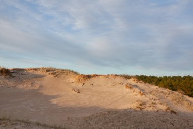 Baltık kıyıları (kum tepeleri, plaj). Evergreen çam ormanı, kum çimi. Gökyüzü açık, gün batımı bulutları parlıyor. Resimli panoramik manzara. Doğa, çevre, eko turizm, yürüyüş, keşif konsepti