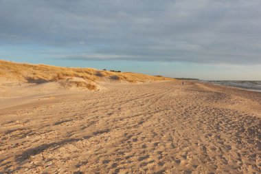 Güneşli bir günde Baltık Denizi kıyısı. Kumsal, kum tepeleri, kum tepecikleri. Gökyüzü açık, güneş ışığı yumuşak. Idyllic manzara. Doğa, tatiller, eğlence, yürüyüş, eko turizm, seyahat tutkusu. Panoramik görünüm