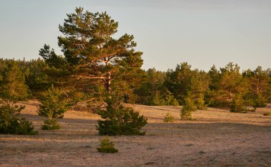 Baltık kıyıları (kum tepeleri, plaj). Evergreen çam ormanı, kum çimi. Gökyüzü açık, gün batımı bulutları parlıyor. Resimli panoramik manzara. Doğa, çevre, eko turizm, yürüyüş, keşif konsepti