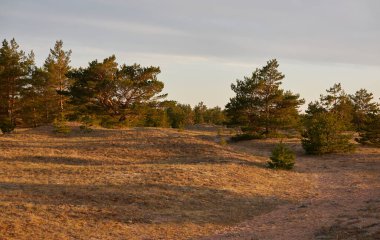 Baltık kıyıları (kum tepeleri, plaj). Evergreen çam ormanı, kum çimi. Gökyüzü açık, gün batımı bulutları parlıyor. Resimli panoramik manzara. Doğa, çevre, eko turizm, yürüyüş, keşif konsepti