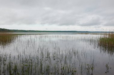 Kristal berrak bir orman gölü (nehir) kıyısından panoramik manzara. Dramatik gökyüzü, parlayan fırtına bulutları. Idyllic manzara. İlkbahar, yazın başı. Doğa, çevre, ekoloji, eko-turizm, yürüyüş
