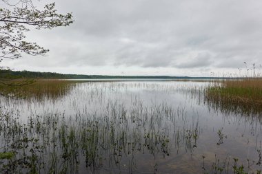 Kristal berrak bir orman gölü (nehir) kıyısından panoramik manzara. Dramatik gökyüzü, parlayan fırtına bulutları. Idyllic manzara. İlkbahar, yazın başı. Doğa, çevre, ekoloji, eko-turizm, yürüyüş