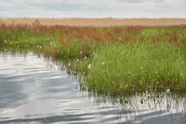 Orman gölü (nehir) manzarası. Yağmurlu bir gün. Yeşil bitkiler. Sudaki yansımalar. Idyllic manzara. Saf doğa, ekoloji, ekolojik rezerv, eko-turizm.