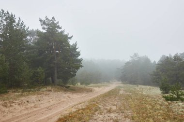 Ebedî yeşil çam ormanında (patika) dolambaçlı kırsal yol. Sis, yağmurlu bir gün. Kum tepeleri. İskandinavya. Doğa, çevre, ekoloji, gezgin şehvet, yürüyüş, keşif, off-road, uzak yerler