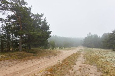 Ebedî yeşil çam ormanında (patika) dolambaçlı kırsal yol. Sis, yağmurlu bir gün. Kum tepeleri. İskandinavya. Doğa, çevre, ekoloji, gezgin şehvet, yürüyüş, keşif, off-road, uzak yerler