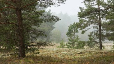 Yoğun bir sis altında görkemli orman tepeleri. Güçlü çam ve çam ağaçları, bitkiler, yosun, eğreltiotu. Bulutlu gün, yağmur, sis. Atmosferik manzara. Saf doğa, çevre, eko turizm, yürüyüş