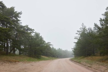 Ebedî yeşil çam ormanında (patika) dolambaçlı kırsal yol. Sis, yağmurlu bir gün. Kum tepeleri. İskandinavya. Doğa, çevre, ekoloji, gezgin şehvet, yürüyüş, keşif, off-road, uzak yerler