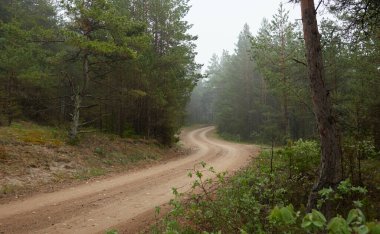 Ebedî yeşil çam ormanında (patika) dolambaçlı kırsal yol. Sis, yağmurlu bir gün. Kum tepeleri. İskandinavya. Doğa, çevre, ekoloji, gezgin şehvet, yürüyüş, keşif, off-road, uzak yerler