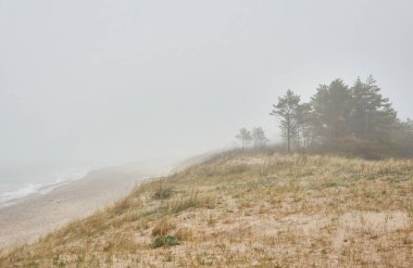 Kalın bir siste Baltık Denizi kıyısında. Kumsal, kum tepeleri. Yağmurlu bir gün, kasvetli bir gökyüzü, yumuşak bir güneş ışığı. Kum çimi, orman. Deniz Burnu. Doğa, çevre, tatiller, eko-turizm, keşif kavramları. Panoramik görünüm