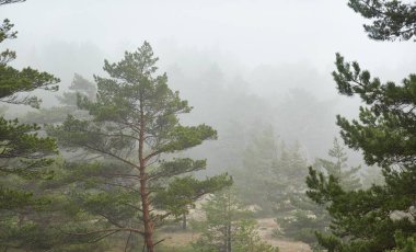 Yoğun beyaz bir sis içinde görkemli bir ebediyet ormanı. Çam ve çam ağaçları. Yağmurlu bir gün. İskandinavya. Saf doğa, çevresel koruma, ekoloji. Çevre turizmi, ulusal park, doğa rezervi kavramları