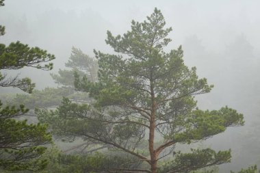Yoğun beyaz bir sis içinde görkemli bir ebediyet ormanı. Çam ve çam ağaçları. Yağmurlu bir gün. İskandinavya. Saf doğa, çevresel koruma, ekoloji. Çevre turizmi, ulusal park, doğa rezervi kavramları