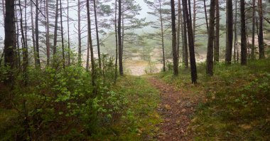 Görkemli Evergreen Ormanı 'na giden yol. Güçlü çam ve çam ağaçları, bitkiler, yosun, eğreltiotu. Bulutlu gün, yağmur, sis. Atmosferik manzara. Doğa, mevsimler, çevre, eko turizm, yürüyüş