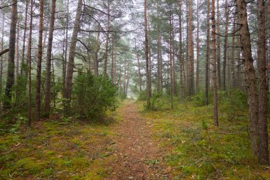 Görkemli Evergreen Ormanı 'na giden yol. Güçlü çam ve çam ağaçları, bitkiler, yosun, eğreltiotu. Bulutlu gün, yağmur, sis. Atmosferik manzara. Doğa, mevsimler, çevre, eko turizm, yürüyüş
