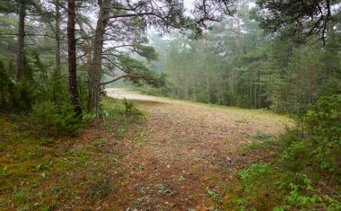 Görkemli Evergreen Ormanı 'na giden yol. Güçlü çam ve çam ağaçları, bitkiler, yosun, eğreltiotu. Bulutlu gün, yağmur, sis. Atmosferik manzara. Doğa, mevsimler, çevre, eko turizm, yürüyüş