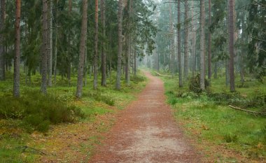 Görkemli Evergreen Ormanı 'na giden yol. Güçlü çam ve çam ağaçları, bitkiler, yosun, eğreltiotu. Bulutlu gün, yağmur, sis. Atmosferik manzara. Doğa, mevsimler, çevre, eko turizm, yürüyüş
